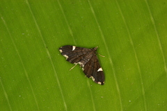 Deuterophysa obregonalis