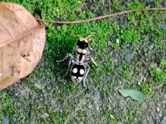 Hoplomutilla insignis