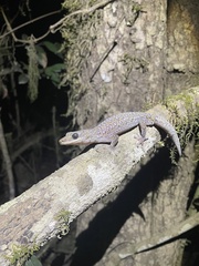 Oedura tryoni