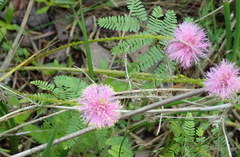 Mimosa quadrivalvis