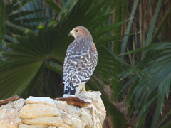 Buteo lineatus elegans