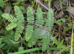 Mimosa quadrivalvis