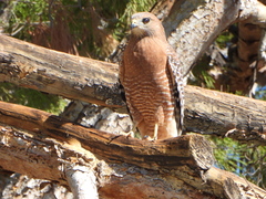 Buteo lineatus elegans