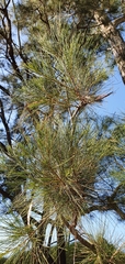 Casuarina cunninghamiana