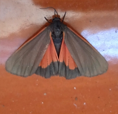 Virbia semirosea