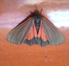 Virbia semirosea