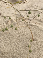 Phyllanthus warnockii