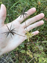 Bidens bipinnata
