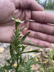 Symphyotrichum boreale