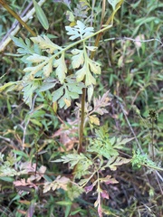 Bidens bipinnata