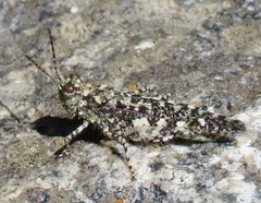 Leuronotina ritensis