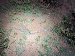 Pituophis catenifer affinis