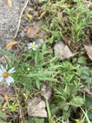 Symphyotrichum boreale