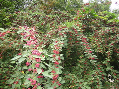 Cotoneaster hebephyllus