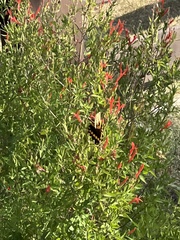 Heraclides cresphontes