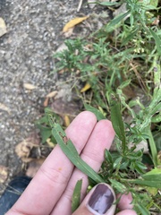 Symphyotrichum boreale