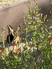 Heraclides cresphontes