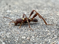 Neoclytus acuminatus