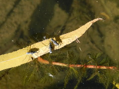 Neogerris hesione