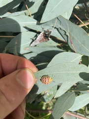 Paropsisterna nobilitata