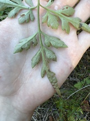 Bidens bipinnata