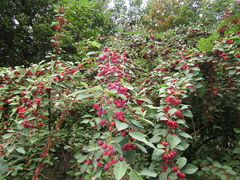 Cotoneaster hebephyllus
