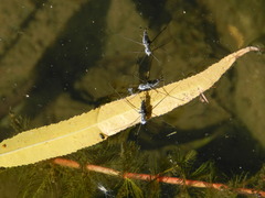 Neogerris hesione