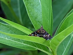 Diathrausta
