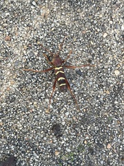 Neoclytus acuminatus