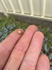 Paropsisterna nobilitata