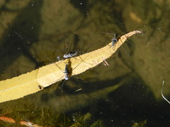 Neogerris hesione