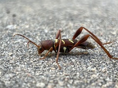 Neoclytus acuminatus