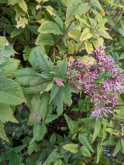 Eutrochium maculatum