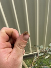 Paropsisterna nobilitata