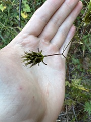 Bidens bipinnata