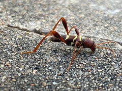 Neoclytus acuminatus