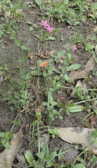 Centaurium pulchellum