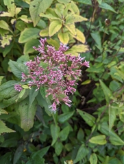 Eutrochium maculatum