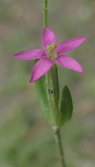 Centaurium pulchellum