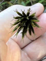 Bidens bipinnata