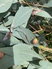 Paropsisterna nobilitata