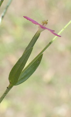Centaurium pulchellum