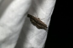 Scioglyptis canescaria