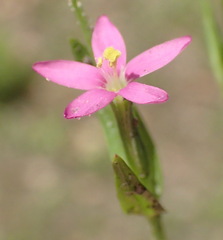 Centaurium pulchellum