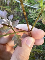 Bidens bipinnata
