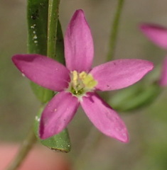 Centaurium pulchellum