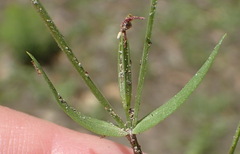 Centaurium pulchellum
