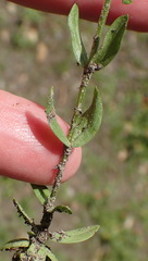 Centaurium pulchellum