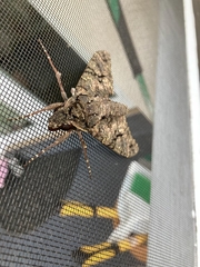 Cocytius antaeus