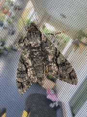 Cocytius antaeus